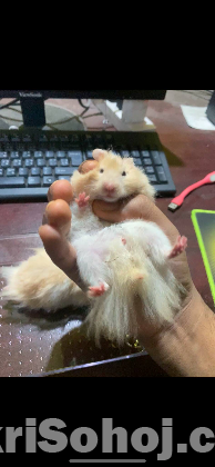 Hamsters